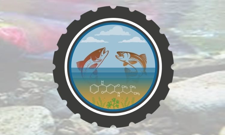 New research examines tire additive 6PPD-Q and its impact on aquatic ecosystems