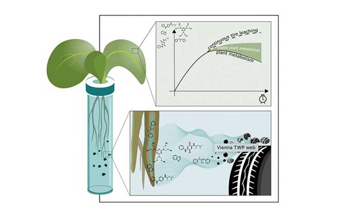 Researchers from the University of Vienna have shown how tire wear particles enter the food chain